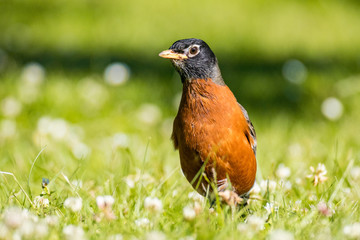 a robin resting on the grass under the sun looking at left