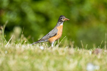 robin standing on the grass with bug in its mouth under the sun