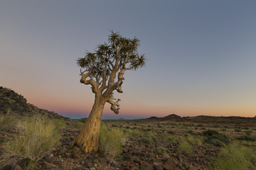 Landscape of a Quiver Tree with pastel sky and moon in dry desert