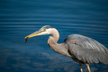 Great blue heron caught a small eel in its mouth near the shore