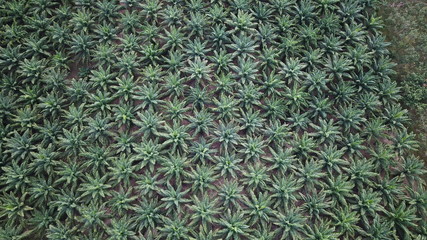 Oil palm plantation. Palm oil trees. Aerial photo