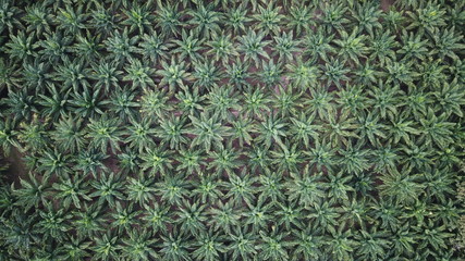 Oil palm plantation. Palm oil trees. Aerial photo