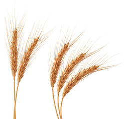 Fototapeta premium wheat ears