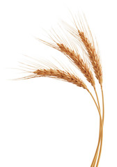 Fototapeta premium wheat ears