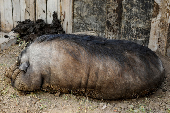 The fattened fat pig of the Vietnamese breed is visibly invisible. The concept of home breeding pigs.