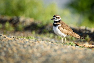 Killdeer bird