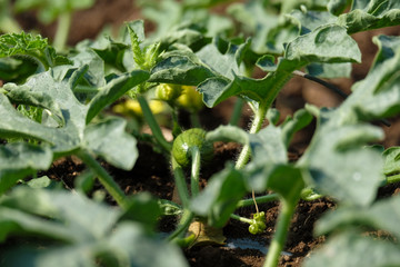 Growing watermelon farm field