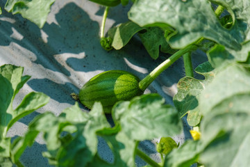 Growing watermelon farm field