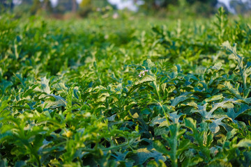 Growing watermelon farm field