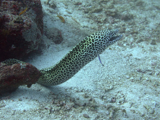 Yellow moray eel with black spots at the Komodo Islands