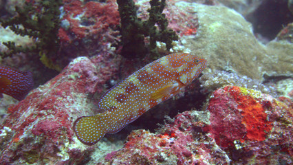Red grouper with white spots on coral at the Komodo Islands