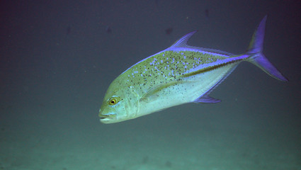 Swimming jackfish at the Komodo Islands