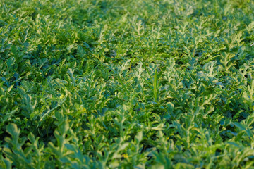 Growing watermelon farm field
