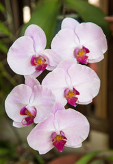 purple orchid in  close up