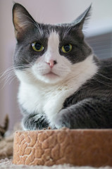 grey white cat laying down