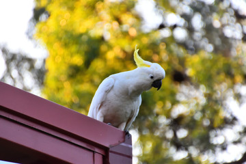 Cockatoo on a Roof