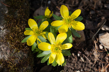 Naklejka na ściany i meble gelbe Winterlinge Blumen im Garten als Nahaufnahme