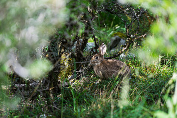 Rabbit