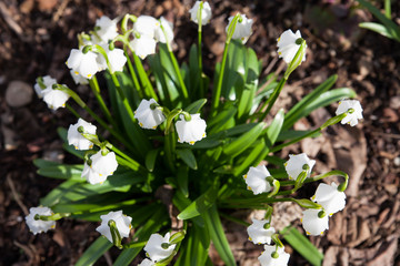 weiße Frühlingsknoten Blumen im Garten als Nahaufnahme