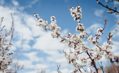 A branch of cherry blossoms. Spring young flowers. Sunlight through the branches.