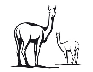 Fototapeta premium Vicuna illustration