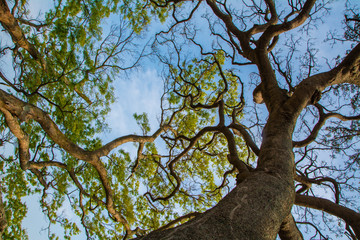 Fototapeta na wymiar South Korea, Cheongsando's 200-year-old Zelkova tree