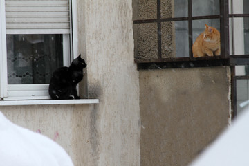 Winter. Lonely wet stray cats in the cold outside in the snow. Person leaves a cats on a cold...