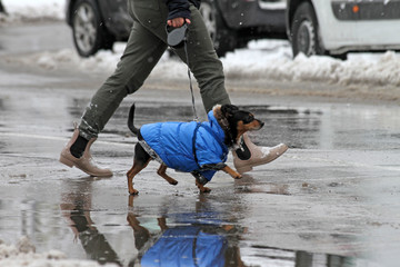 Winter. People  and dog walk on a very snowy sidewalk. People step on an snow-stray pathway. Icy...