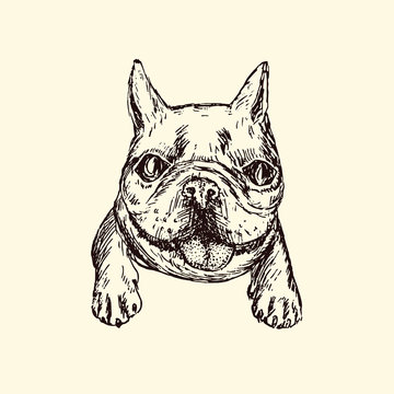 French Bulldog or Frenchie, hand drawn doodle sketch, isolated vector outline illustration