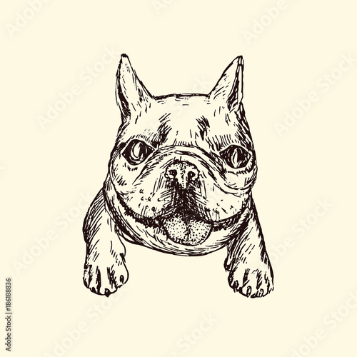 77+ French Bulldog Doodle