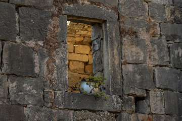 Fototapeta premium Flower pot in the ruins of open wall window 