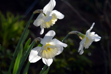 Spring Flowers (Vernal Flowers Frühlingsblumen): rose, hyacinth, narcissus, daffodil, apple blossom, tulip, forsythia