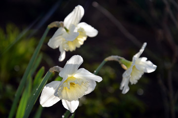 Spring Flowers (Vernal Flowers Frühlingsblumen): rose, hyacinth, narcissus, daffodil, apple blossom, tulip, forsythia