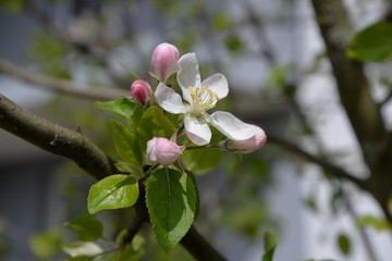 Spring Flowers (Vernal Flowers Frühlingsblumen): rose, hyacinth, narcissus, daffodil, apple...
