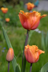 Spring Flowers (Vernal Flowers Frühlingsblumen): rose, hyacinth, narcissus, daffodil, apple blossom, tulip, forsythia