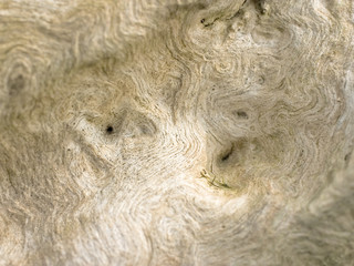 Wood texture background