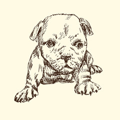 Puppy sitting, hand drawn doodle sketch, isolated vector outline illustration