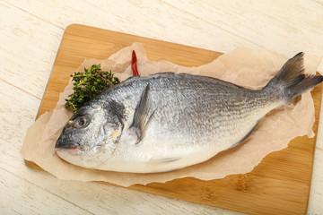 raw dorada fish