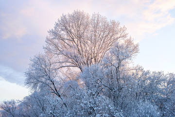 amazing landscape with frozen snow-covered trees in winter morning 
