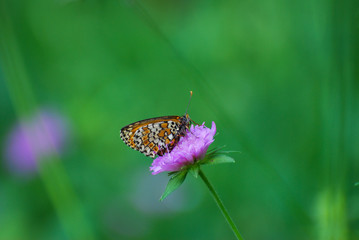Melitaea arduinna, fritillary butterfly on wild flower. Colorful butterfly in nature