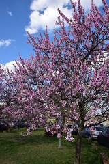 Naklejka premium Mandelblüte in Gimmeldingenn