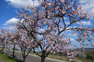 Mandelblüte in Gimmeldingenn