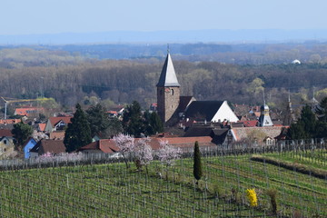 Mandelbl&uuml;te in Gimmeldingenn