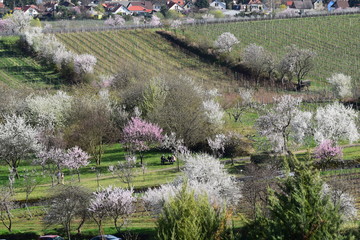 Mandelbl&uuml;te in Gimmeldingenn