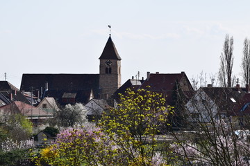 Mandelbl&uuml;te in Gimmeldingenn