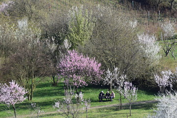 Mandelbl&uuml;te in Gimmeldingenn