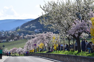 Mandelbl&uuml;te in Gimmeldingenn