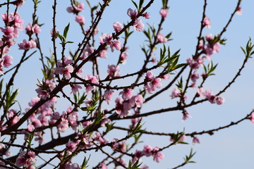 Mandelblüte in Gimmeldingenn