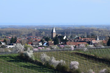Mandelbl&uuml;te in Gimmeldingenn