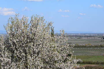 Mandelbl&uuml;te in Gimmeldingenn